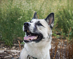 Собаки в Клине: Суперактивная Халва Девочка, Бесплатно - фото 2
