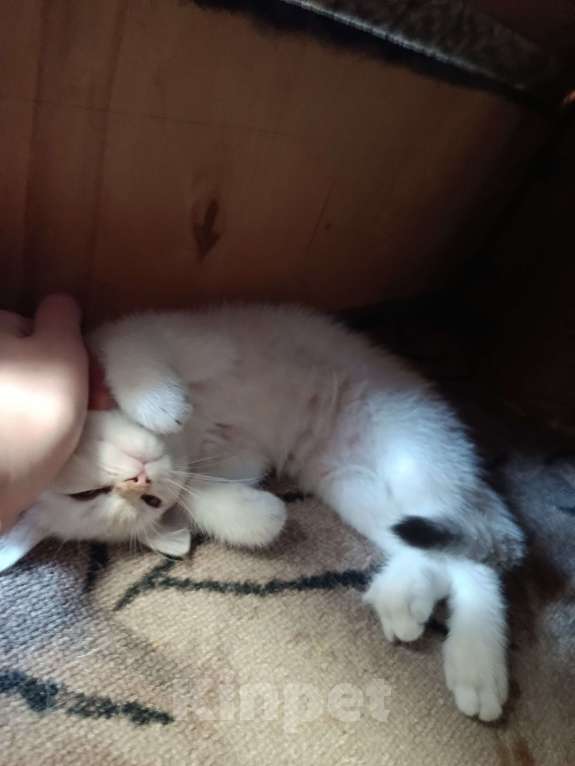 Кошки в Екатеринбурге: Прямоухая девочка окраса color point Девочка, 12 000 руб. - фото 7