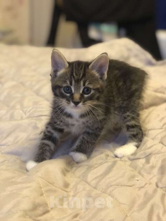 Кошки в других городах Московской области: Помет Х Мальчик, 60 000 руб. - фото 3