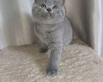 Кошки в Одинцово: Британские котята рождены 12.05.2026 Мальчик, 8 500 руб. - фото 3