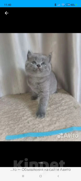 Кошки в Одинцово: Британские котята рождены 12.05.2026 Мальчик, 8 500 руб. - фото 3