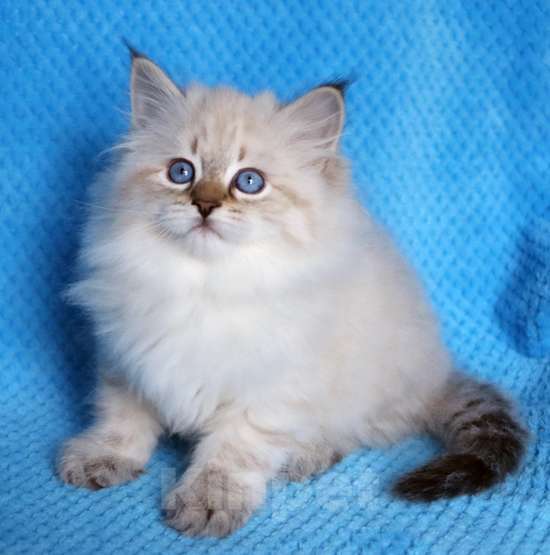 Кошки в Москве: Голубоглазые невские котята Мальчик, 45 000 руб. - фото 1