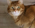 Кошки в Люберцах: Огненно-рыжий красавец ищет свою семью! Мальчик, Бесплатно - фото 1