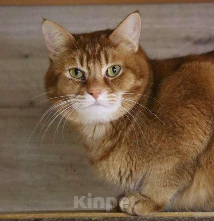 Кошки в Люберцах: Огненно-рыжий красавец ищет свою семью! Мальчик, Бесплатно - фото 1