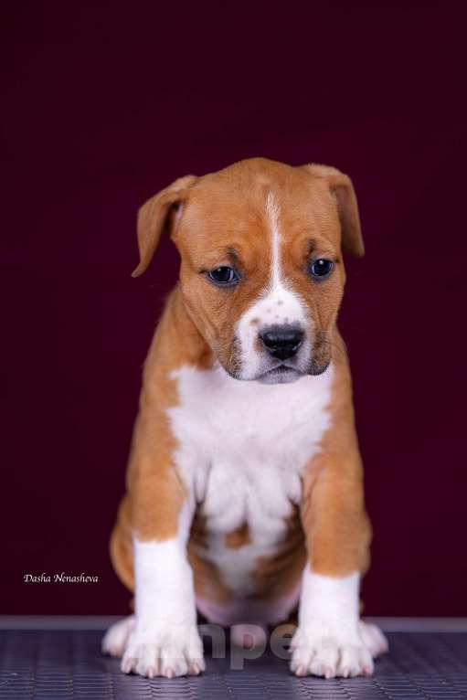 Собаки в других городах Московской области: Американского стаффордширского терьера щенки Девочка, 120 000 руб. - фото 5