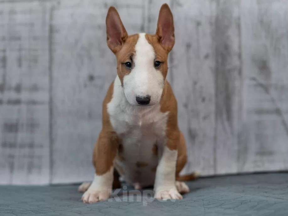 Собаки в Москве: Бультерьер стандартный, щенок Мальчик, Бесплатно - фото 1