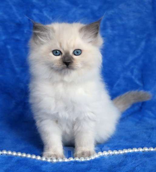 Кошки в Москве: Очаровательный, ласковый котик Джейс Мальчик, 60 000 руб. - фото 1