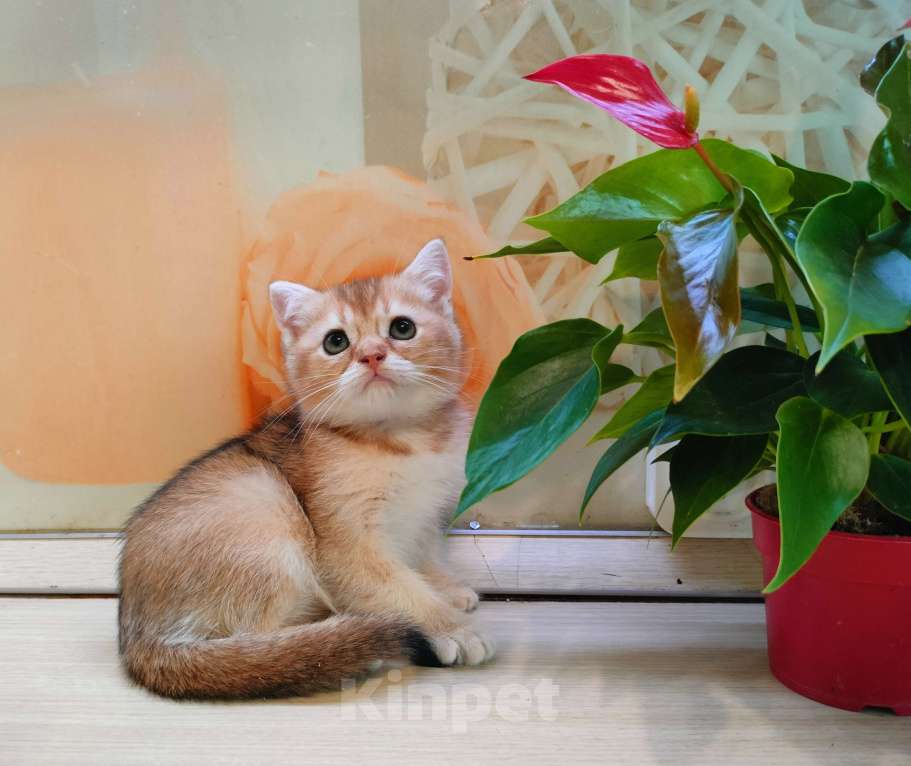 Кошки в Воронеже: Золотая шиншилла девочка  Девочка, 35 000 руб. - фото 5