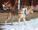 Собаки в Москве: Умный и сильный пес Арон в добрые руки Мальчик, Бесплатно - фото 2