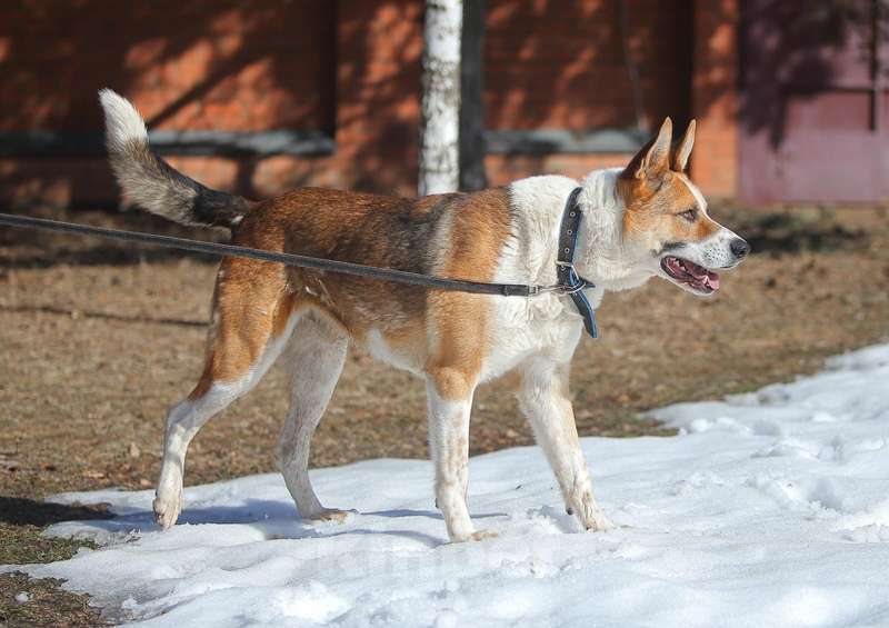 Собаки в Москве: Умный и сильный пес Арон в добрые руки Мальчик, Бесплатно - фото 2