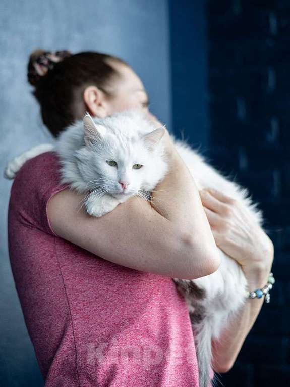 Кошки в Москве: Белоснежный красавец, домашний котик Ченя ищет дом Мальчик, Бесплатно - фото 4