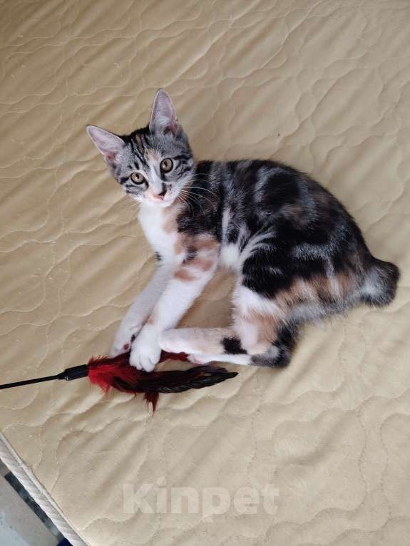 Кошки в других городах Краснодарского края: Очаровательная короткошёрстная кошечка курильский бобтейл  Девочка, 10 000 руб. - фото 6