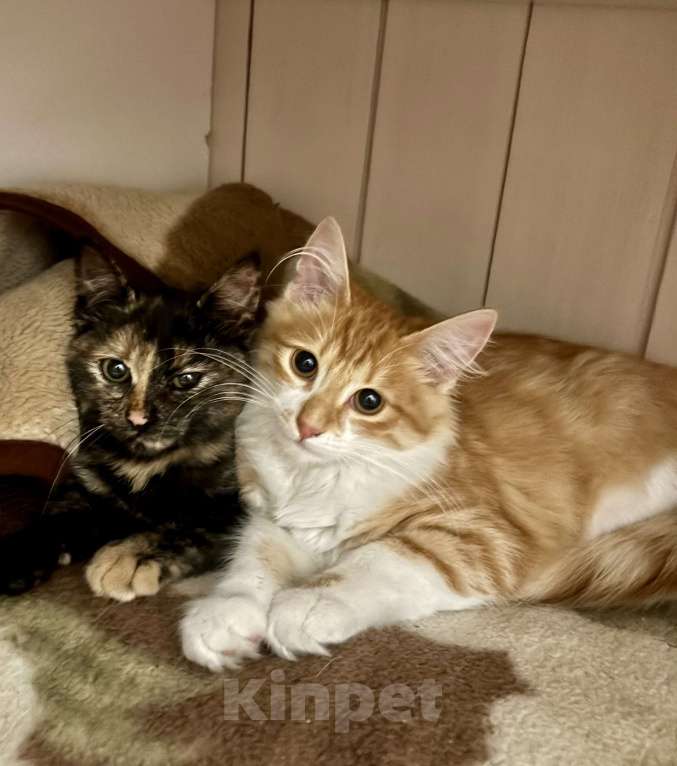 Кошки в Жуковском: Котёнок (рыженький) Мальчик, Бесплатно - фото 5