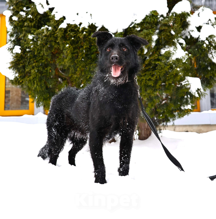 Собаки в Москве: Собака бесплатно Москва Мальчик, Бесплатно - фото 4
