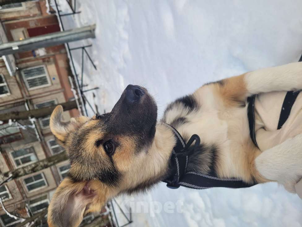 Собаки в Санкт-Петербурге: Щенок девочка в добрые руки! Девочка, Бесплатно - фото 4
