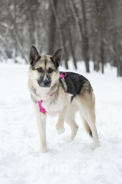Собаки в Москве: Миролюбивая Айза в добрые руки Девочка, Бесплатно - фото 8