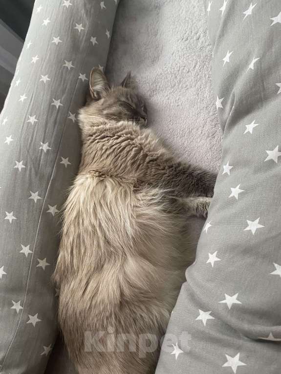 Кошки в Костроме: В добрые руки❤️ Девочка, Бесплатно - фото 6