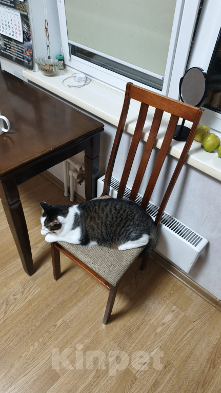 Кошки в Челябинске: Кот, 5 лет, в добрые руки Мальчик, Бесплатно - фото 2