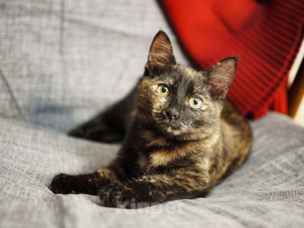 Кошки в Москве: Котёнок Пеппи в добрые руки  Девочка, Бесплатно - фото 1