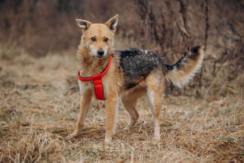 Собаки в Москве: Девчонка-веселушка, позитив и искреннее счастье Девочка, Бесплатно - фото 7