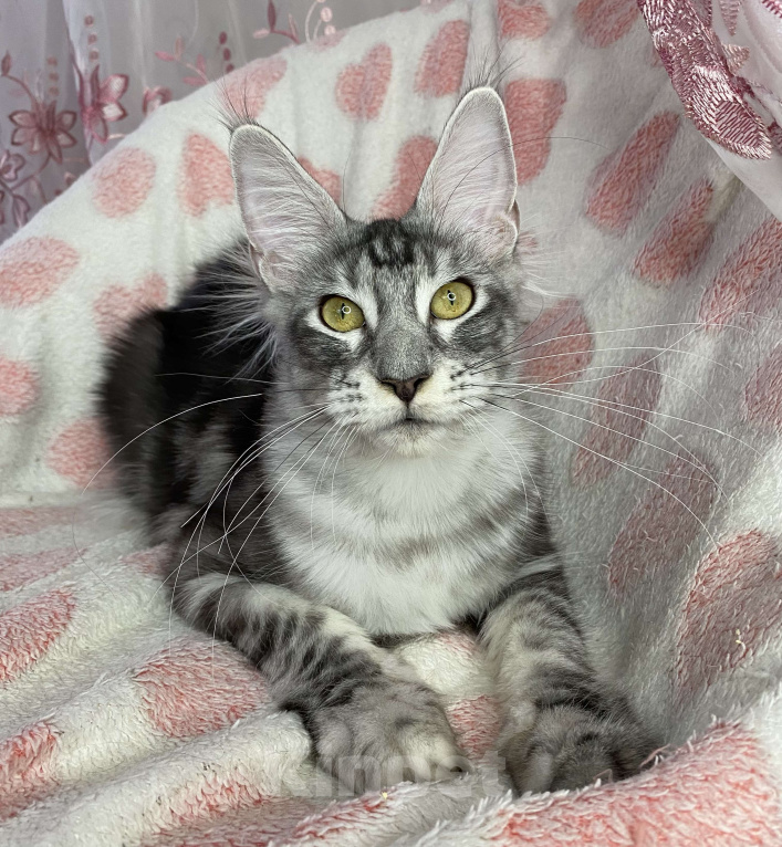 Кошки в Дмитрове: Черная серебристая мраморная девочка мейн кун Roberta Девочка, 15 000 руб. - фото 1