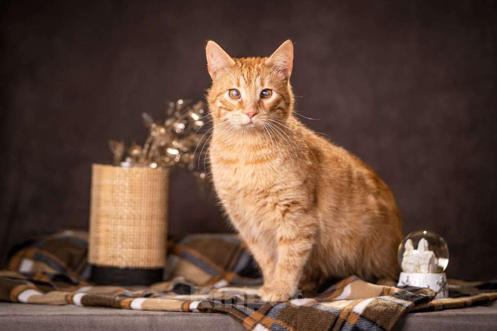 Кошки в Клине: Руби — робкая кошечка Девочка, Бесплатно - фото 5