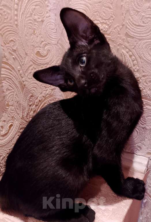 Кошки в Шахте: Продаю котят ориентальной породы  Девочка, 20 001 руб. - фото 5