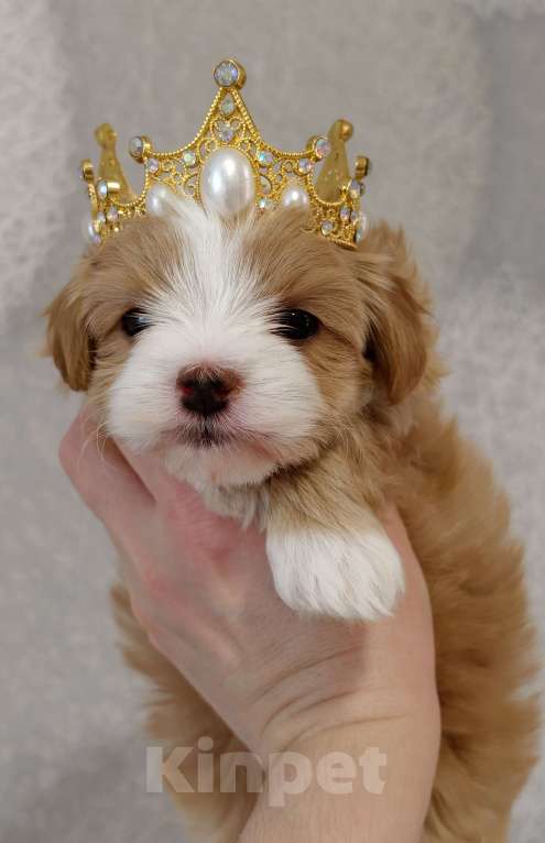 Собаки в Санкт-Петербурге: Щенок мальтипу Девочка, Бесплатно - фото 3