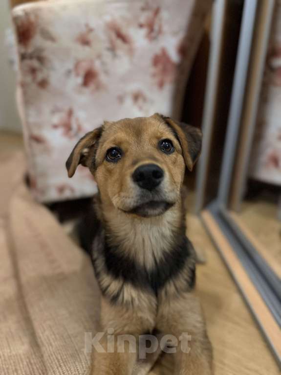 Собаки в Липецке: Очаровательная малышка ищет дом! Девочка, Бесплатно - фото 1