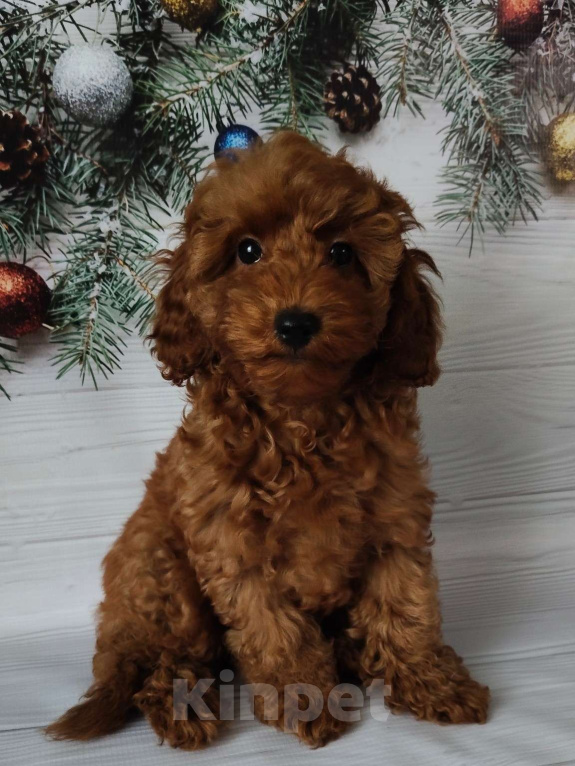 Собаки в Мытищах: Миниатюрный пудель Адель Девочка, 90 000 руб. - фото 1