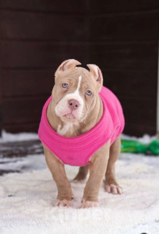 Собаки в Москве: Американский булли Классик Девочка, 150 000 руб. - фото 1