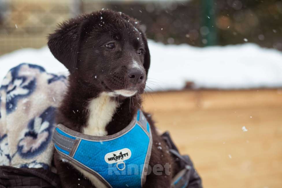 Собаки в Москве: щенок Тим ждет семью в приюте Мальчик, Бесплатно - фото 4