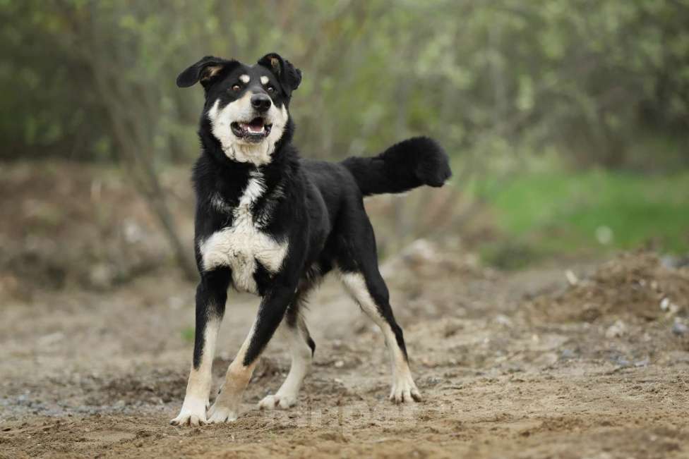 Собаки в Москве: Корсак из приюта мечтает о доме Мальчик, Бесплатно - фото 6