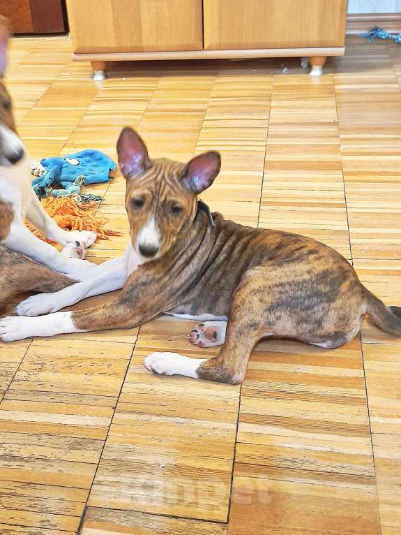 Собаки в Архангельске: Щенок басенджи Девочка, 60 000 руб. - фото 7