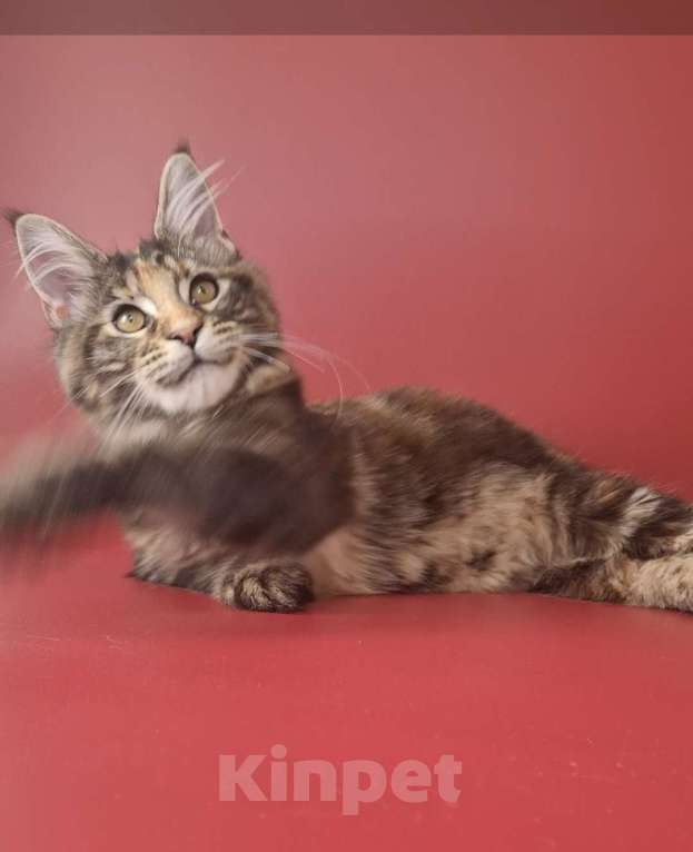 Кошки в Уфе: Девочка мейн-кун 5 мес  Девочка, 40 000 руб. - фото 5