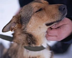 Собаки в Москве: Лира попала в отлов Девочка, Бесплатно - фото 1