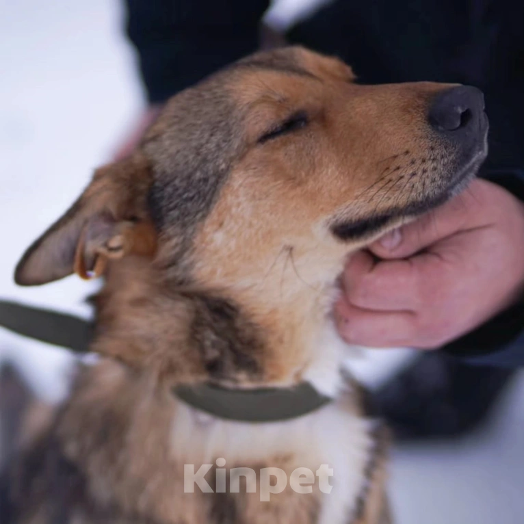 Собаки в Москве: Лира попала в отлов Девочка, Бесплатно - фото 1