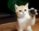 Кошки в Москве: Котенок золотая шиншилла Мальчик, 17 000 руб. - фото 3