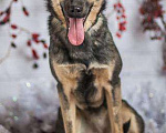 Собаки в Москве: Не крупная собачка Хельга из приюта, ищет дом Девочка, 10 руб. - фото 2