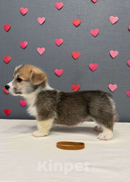 Собаки в Кургане: Щенок вельш корги пемброк, кобель Мальчик, 50 000 руб. - фото 3