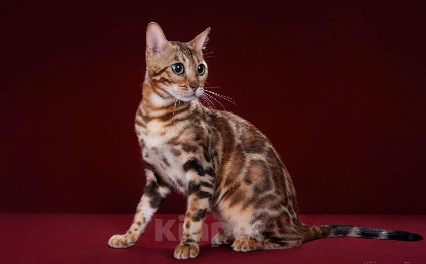 Кошки в Москве: Бенгальский котенок-мальчик, питомник ABCats (WCF) Москва Мальчик, Бесплатно - фото 7