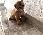 Кошки в Одинцово: Шотландский котенок - золотой Мальчик, 25 000 руб. - фото 2