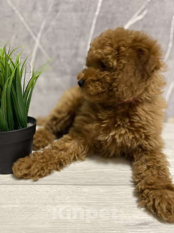 Собаки в Воронеже: Той-пудель щенки редбраун Разнополые, Бесплатно - фото 6