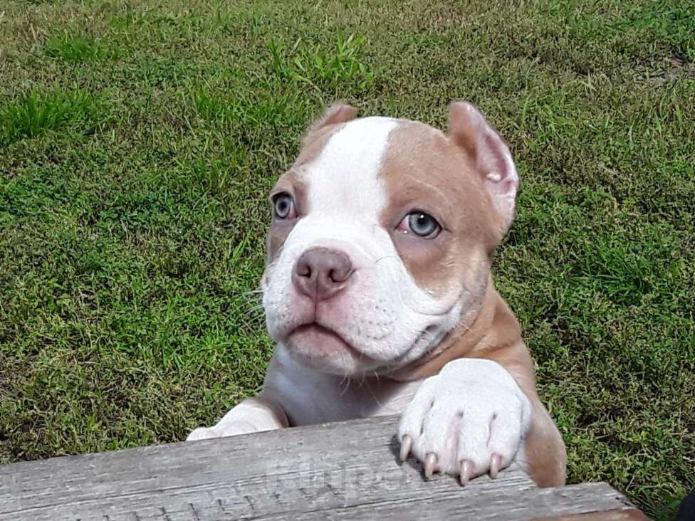 Собаки в Новосибирске: Рыже лиловый мальчишка Американский булли Мальчик, 80 000 руб. - фото 4