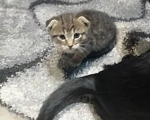 Кошки в Балашове: Котята в добрые руки Мальчик, Бесплатно - фото 3