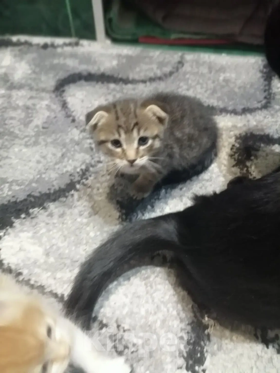 Кошки в Балашове: Котята в добрые руки Мальчик, Бесплатно - фото 3