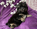 Собаки в Москве: Йорк бэби фейс мальчик чёрный стандарт Мальчик, 50 000 руб. - фото 6