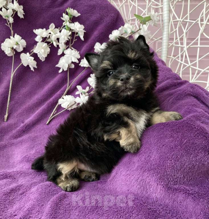 Собаки в Москве: Йорк бэби фейс мальчик чёрный стандарт Мальчик, 50 000 руб. - фото 6