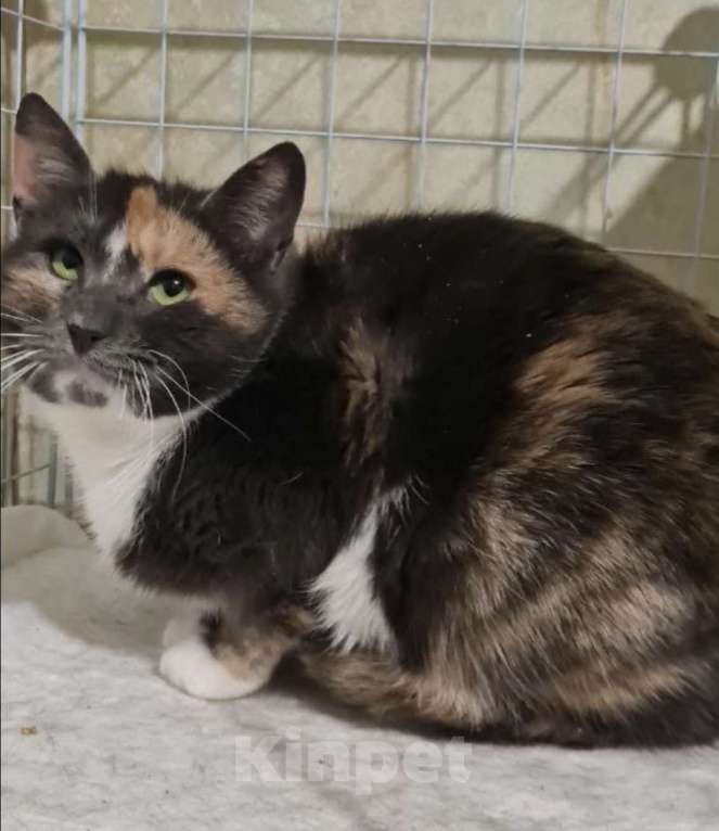 Кошки в Санкт-Петербурге: Торти ищет дом Девочка, Бесплатно - фото 4