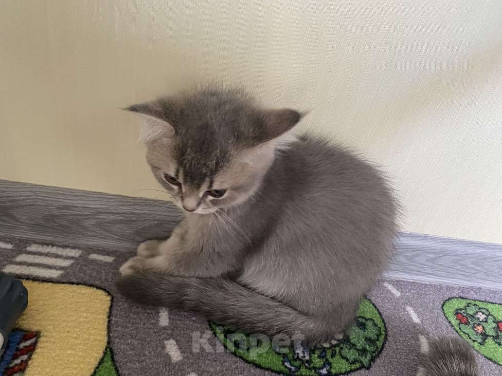 Кошки в других городах Московской области: Девочка британка серебристая шиншилла Девочка, 7 000 руб. - фото 7